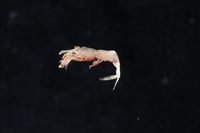 gbif image for Pontophilus gorei