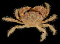 gbif image for Pilumnus gemmatus