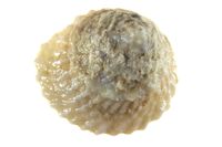 gbif image for Astraea Astraea tecta