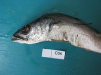 Stockfish - Wikidata