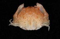 gbif image for Calappa angusta