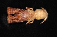 gbif image for Cancellus ornatus