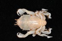 gbif image for Ranilia constricta