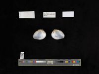 gbif image for Fusconaia cuneolus