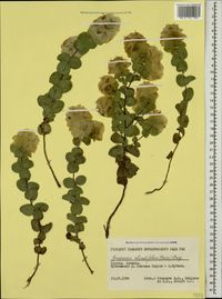 Image of round-leafed oregano