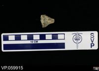 gbif image for Saurocephalus lanciformis