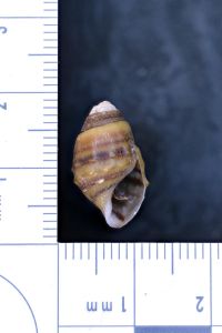 gbif image for Lithasia curta