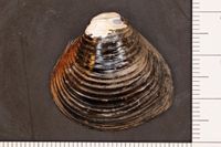 gbif image for Corbicula sandai