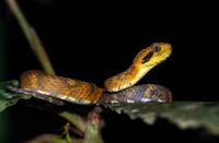 Atheris broadleyi  The Reptile Database