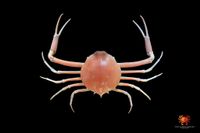 gbif image for Myropsis quinquespinosa