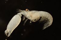 gbif image for Alpheus normanni