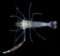 gbif image for Periclimenes americanus