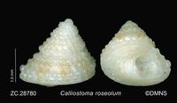 gbif image for Calliostoma roseolum