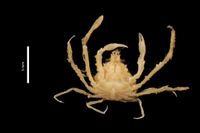 gbif image for Batrachonotus fragosus