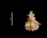 gbif image for Aepinus septemspinosus