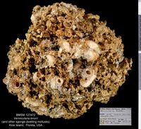 gbif image for Vermicularia knorrii