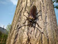 Callipogon relictus Semenov, 1899