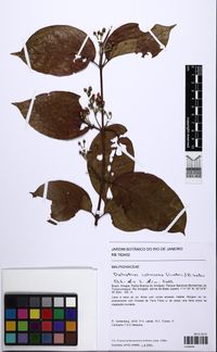 File:Hojas del árbol del yagé (Diplopterys cabrerana).jpg