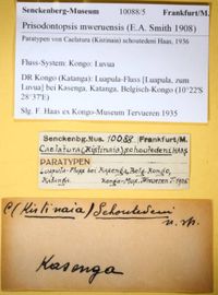 gbif image for Prisodontopsis mweruensis