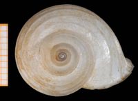 gbif image for Leptopoma helicoides