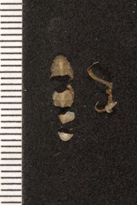 To ANSP Malacology Collection in GBIF (catalog no. 35782)