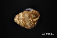 To ANSP Malacology Collection in GBIF (catalog no. 1515)