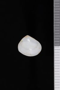 To ANSP Malacology Collection in GBIF (catalog no. 70493)