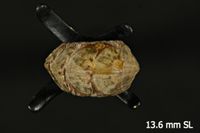 To ANSP Malacology Collection in GBIF (catalog no. 35790)