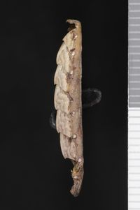 To ANSP Malacology Collection in GBIF (catalog no. 64916)