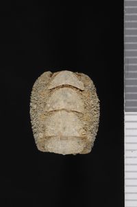 To ANSP Malacology Collection in GBIF (catalog no. 64772)