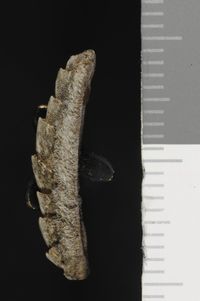 To ANSP Malacology Collection in GBIF (catalog no. 349330)