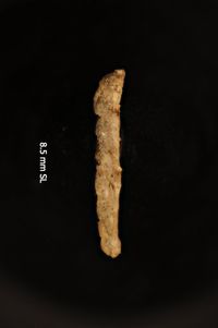 To ANSP Malacology Collection in GBIF (catalog no. 349331)