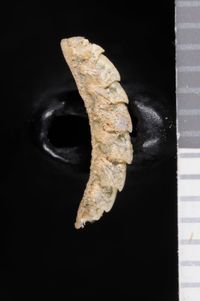 To ANSP Malacology Collection in GBIF (catalog no. 325808)