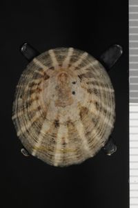 To ANSP Malacology Collection in GBIF (catalog no. 39089)