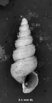 To ANSP Malacology Collection in GBIF (catalog no. 178704)