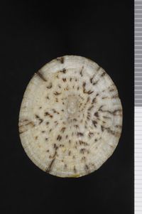 To ANSP Malacology Collection in GBIF (catalog no. 50050)