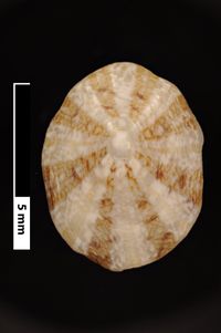 To ANSP Malacology Collection in GBIF (catalog no. 70736)