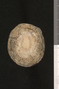 To ANSP Malacology Collection in GBIF (catalog no. 61982)