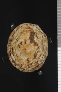 To ANSP Malacology Collection in GBIF (catalog no. 179952)