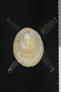 To ANSP Malacology Collection in GBIF (catalog no. 50021)