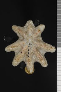 To ANSP Malacology Collection in GBIF (catalog no. 50039)