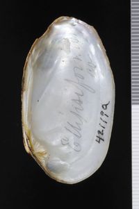 To ANSP Malacology Collection in GBIF (catalog no. 42114)