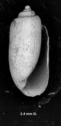 To ANSP Malacology Collection in GBIF (catalog no. 127746)