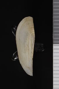 To ANSP Malacology Collection in GBIF (catalog no. 155633)