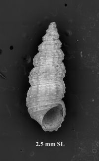 To ANSP Malacology Collection in GBIF (catalog no. 19319)