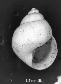 To ANSP Malacology Collection in GBIF (catalog no. 117055)