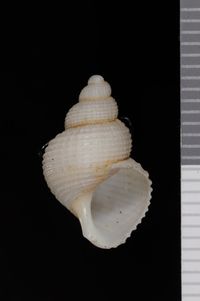 To ANSP Malacology Collection in GBIF (catalog no. 155432)