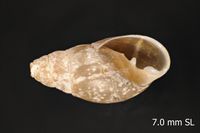 To ANSP Malacology Collection in GBIF (catalog no. 22513)