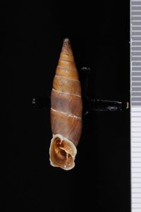 To ANSP Malacology Collection in GBIF (catalog no. 242941)