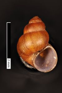 To ANSP Malacology Collection in GBIF (catalog no. 58088)